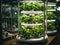 hydroponic city farm