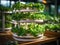 hydroponic city farm