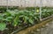 Hydroponic cultivation of Philodendron maximum potted plants