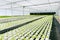 Hydroponic farm, fresh clean healthy organic food plant nursery in green house agriculture business