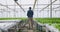 Hydroponic farm, lettuce growth and farmer walking in greenhouse, research and agro plant production. Modern agriculture