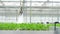 Hydroponic farm and watering green plants with equipment in greenhouse.