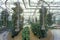 Hydroponic farming at the EPCOT Center, FL