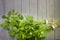 Hydroponic fresh celery on wooden table