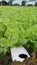 Hydroponic freshness vegetable in a garden, commercial farming Offers a Path Toward a Sustainable