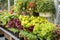 hydroponic garden with a variety of colorful flowering plants