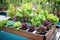 hydroponic garden with a variety of colorful flowering plants