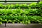 Hydroponic Gardening Farm with Lettuce