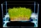 Hydroponic gardening grass