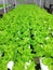 Hydroponic green lettuce lined