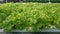 Hydroponic green oak lettuce