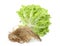 Hydroponic green oak lettuce with root isolated on white