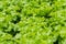 Hydroponic green oak salad vegetable in hydroponic system farm plantation ready for harvesting