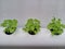 hydroponic green spinach plants that grow ten days after the seedling period