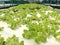 Hydroponic green vegetables