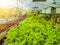 Hydroponic greenhouse Lettuce agriculture farm. rows of young  plants growing