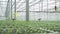 Hydroponic greenhouse view of watering green vegetables using modern system at agro company spbd.