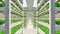 Hydroponic indoor vegetable plant factory in exhibition space warehouse. Interior of the farm hydroponics. Green salad farm.