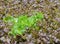 Hydroponic leaf lettuce plantation