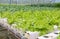 Hydroponic leaf lettuce vegetables plantation