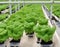 Hydroponic Lettuce Cultivation in a Greenhouse