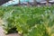 hydroponic lettuce cultivation sun rays shining on the leaves