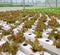 Hydroponic lettuce leaf vegetables plantation