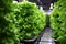 hydroponic lettuce thriving in an indoor setup