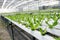 Hydroponic lettuces in hydroponic pipe. Hydroponic vegetable farm