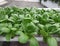 Hydroponic Pakcoy vegetables in the garden. pakcoy in hydroponic pipe. Hydroponic vegetables farm.