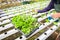 Hydroponic planting in the hydroponic vegetables system on hydroponic farms green cos lettuce growing in the garden, gardener