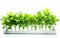 Hydroponic Planting Solution on White Background