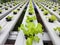 hydroponic plants that are in great demand by people