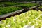 Hydroponic plants in vegetable garden farm