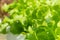 Hydroponic plants in vegetable garden farm in home. Selective focus on Green oak lettuces leafs in organic modern farm with copy