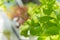 Hydroponic plants in vegetable garden farm in home. Selective focus on Green oak lettuces leafs in organic modern farm with copy
