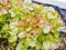 Hydroponic red oak leaf lettuce