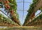 Hydroponic strawberry cultivation in hanging beds