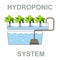 Hydroponic System - Chlorophytum