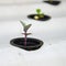 Hydroponic system seedling