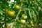 Hydroponic tomato growing in a greenhouse