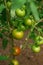 Hydroponic tomato growing in a greenhouse