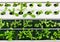 Hydroponic vegetable farm, close up organic green lettuces in hydroponic pipe selective focus