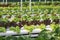 Hydroponic Vegetable farm Organic Fresh Food