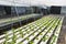 Hydroponic vegetable farm, organic green lettuces in hydroponic pipe