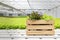 Hydroponic vegetable in the wooden basket in the hydroponic green house farm