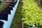 Hydroponic vegetables in a black plastic pot with plastic pipe as structure.