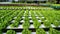 Hydroponic vegetables growing in greenhouse