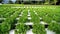 Hydroponic vegetables growing in greenhouse