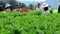 Hydroponic vegetables growing in greenhouse